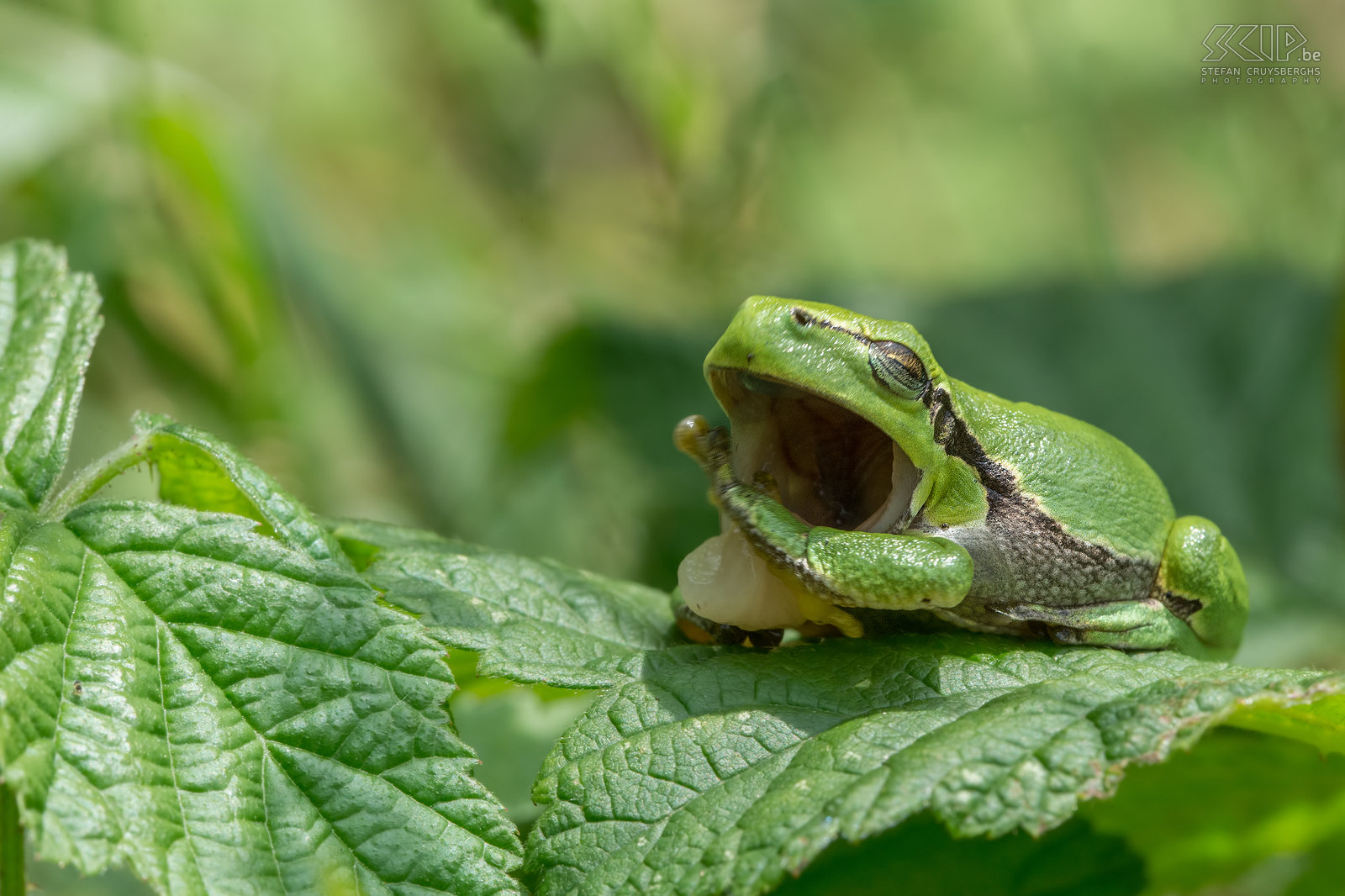 Tree frogs In some small nature reserves in Belgian Limburg and Dutch Limburg you can find tree frogs (Hyla arborea). These tiny frogs are only 2 to 4 cm in length. They are green and have a brown lateral stripe from the eyes to the groin. Females have white throats, while males have golden brown throats. They mostly can be found on brambles near small streams or ponds. Stefan Cruysberghs